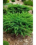 Ялівець козацький | Можжевельник казацкий | Juniperus sabina